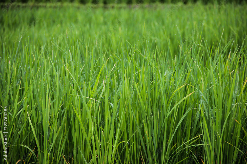 drops of dew on a paddy rice in Green drops of dew on a paddy rice in Green