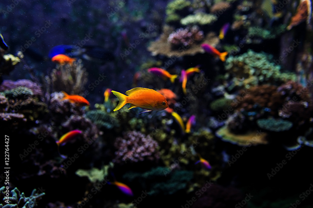 Aquarium fish in Singapore Aquarium fish in Singapore