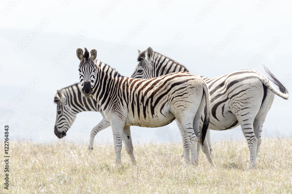 Obraz premium african mountain zebra