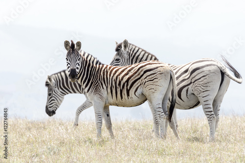 Fototapeta Naklejka Na Ścianę i Meble -  african mountain zebra