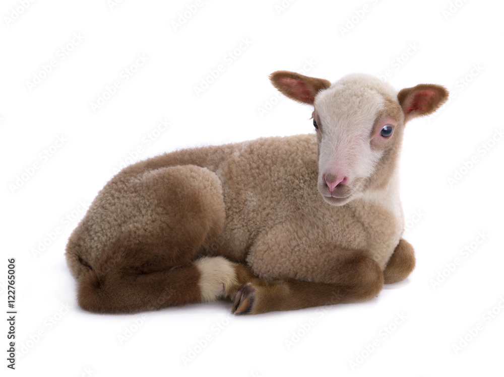 Fototapeta premium sheep