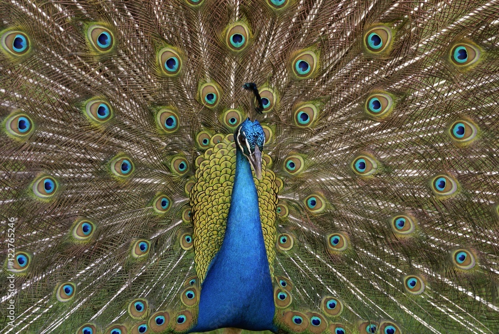 Obraz premium Peacock