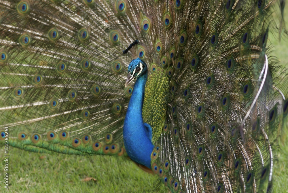 Obraz premium Peacock