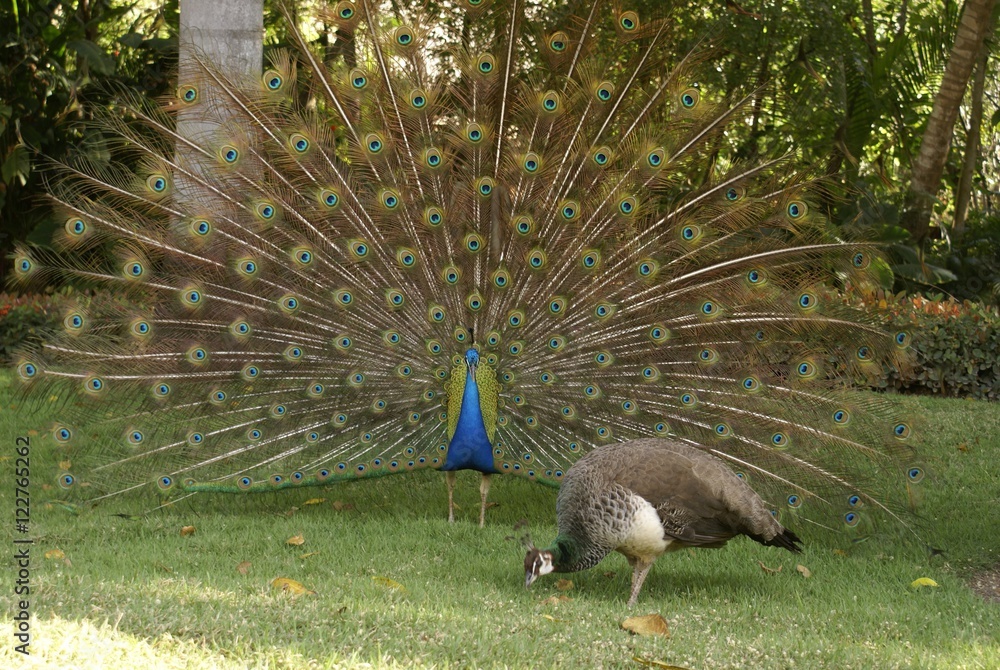 Obraz premium Peacock