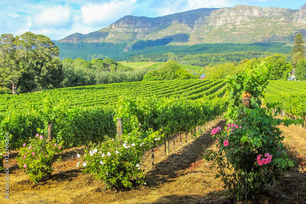 Spectacular scenery of Thelema Mountain and rows of vines in a wine plantation. The Vineyards of Stellenbosch is one of the most popular attractions of South Africa near Cape Town.