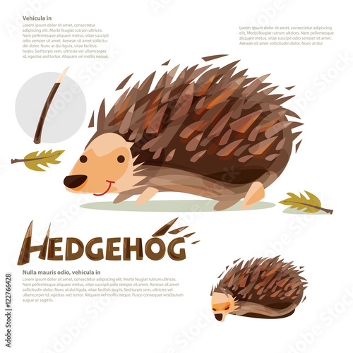 Hedgehog, vector illustation