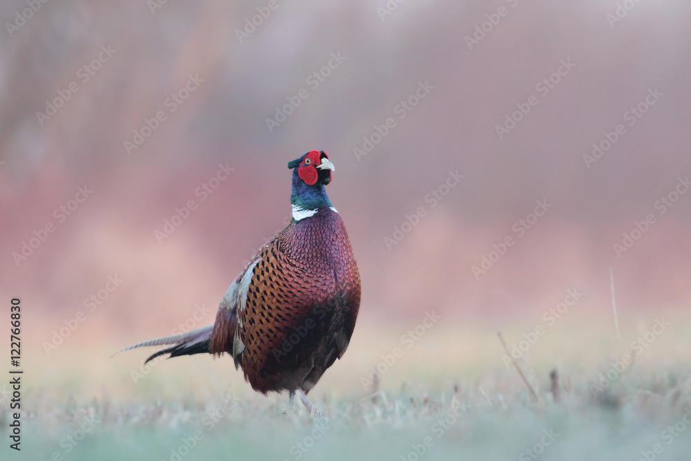 Fototapeta premium Pheasant