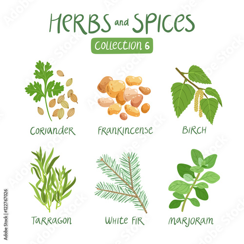 Herbs and spices collection 6