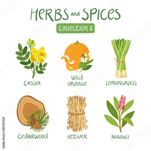 Herbs and spices collection 5