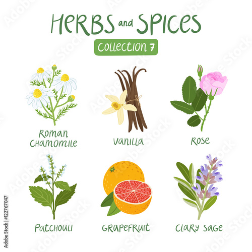 Herbs and spices collection 7