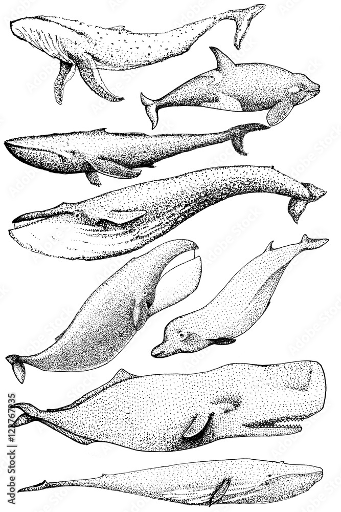 Fototapeta premium Set of hand drawn whales from the world