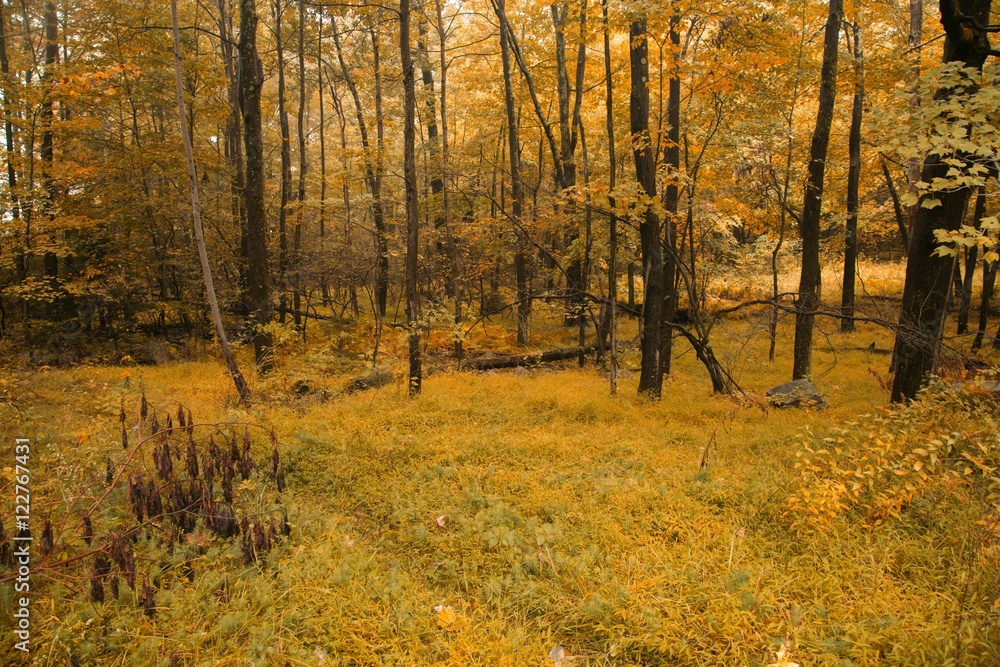Autumn Woods Autumn Woods