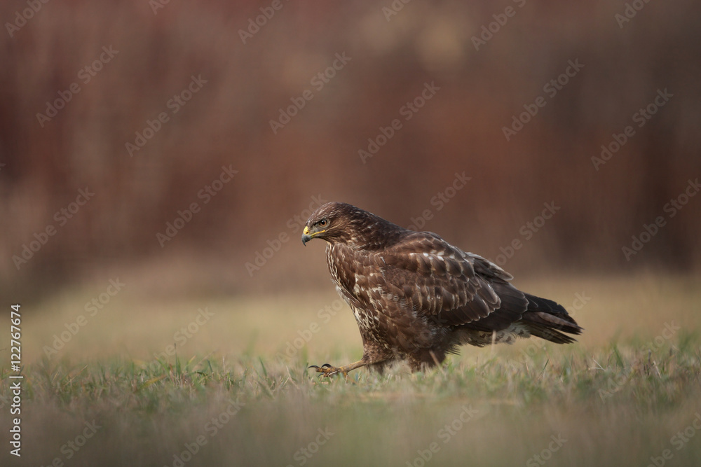 Common buzzard Common buzzard