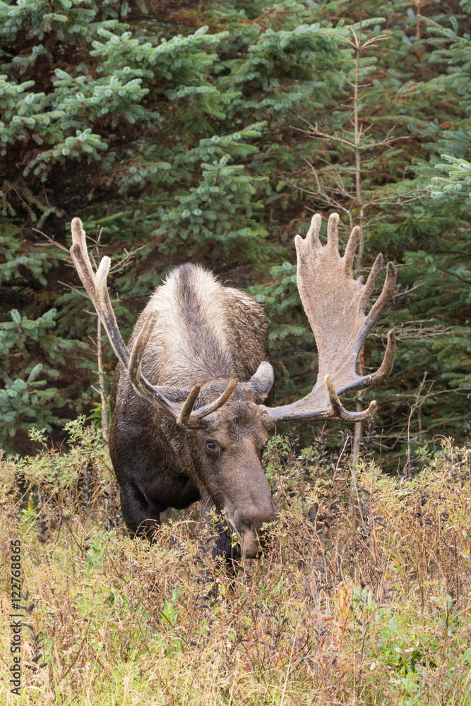 Alaska yukon Bull Moose in Velvet Alaska yukon Bull Moose in Velvet