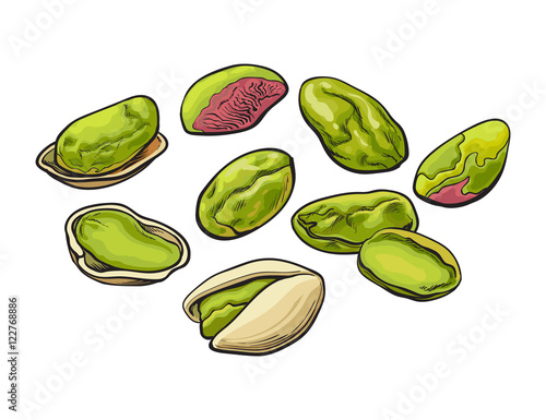 Whole and peeled pistachio nuts, vector illustration isolated on white background. Drawing of fresh and green pistachios on white background, delicious healthy vegan snack