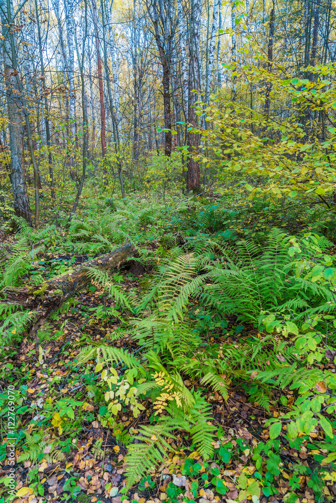 Birch forest covered with ferns (Polystichum braunii)