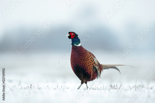 Pheasant