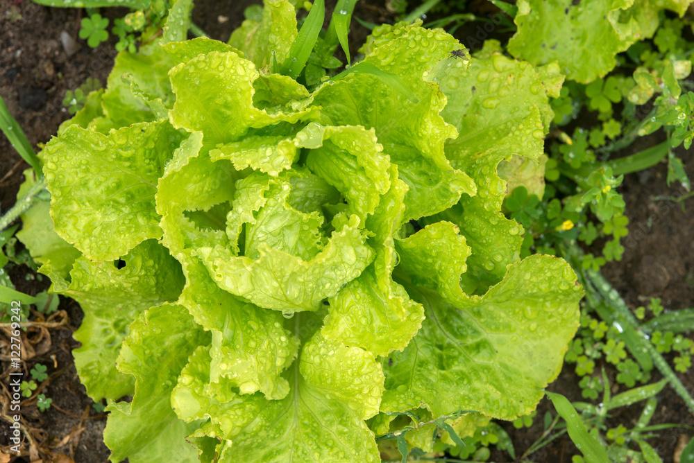 salade du jardin salade du jardin