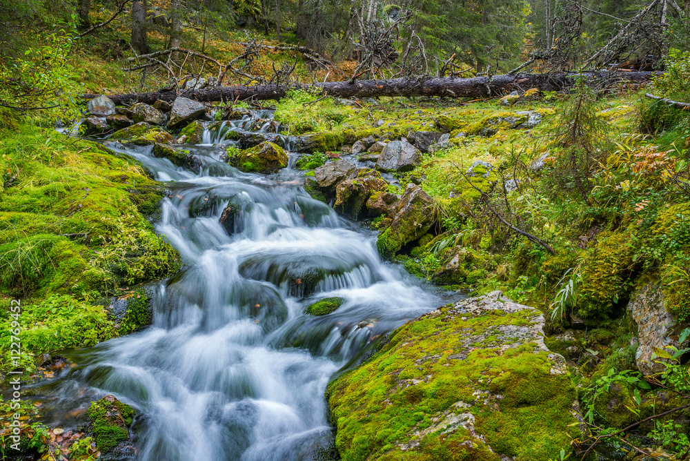 Wild stream flowing in autumnal forest