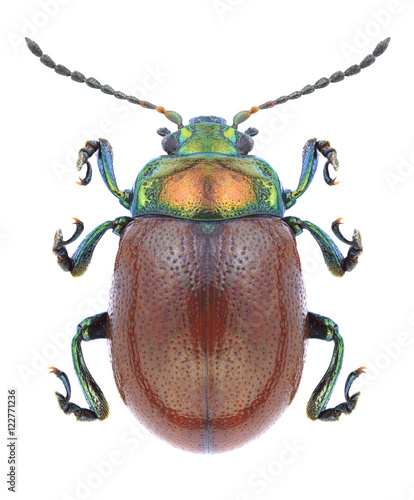 Beetle Chrysolina polita on a white background