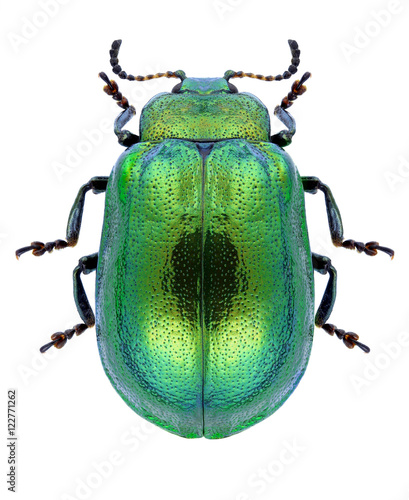 Beetle Plagiosterna aenea on a white background photo