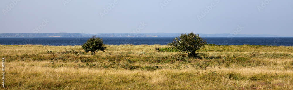 Two trees and grassland in front of the ocean Two trees and grassland in front of the ocean
