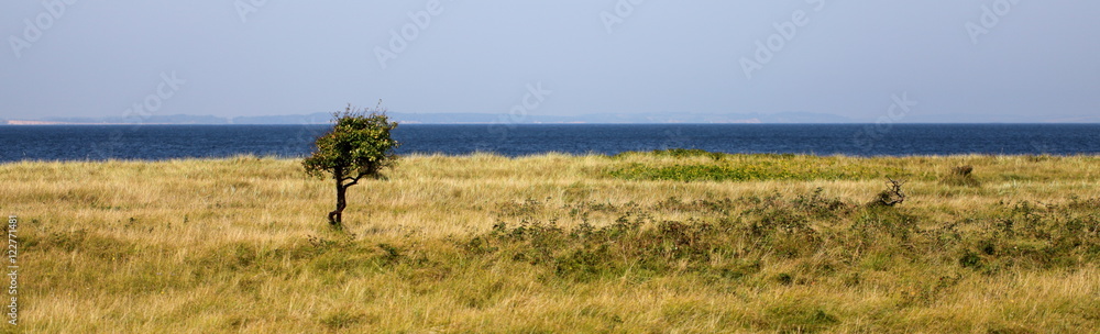 A single tree and grassland in front of the ocean