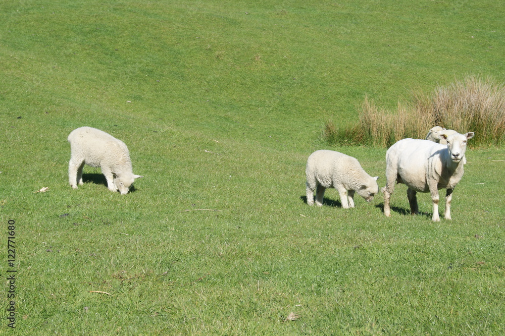 merino merino