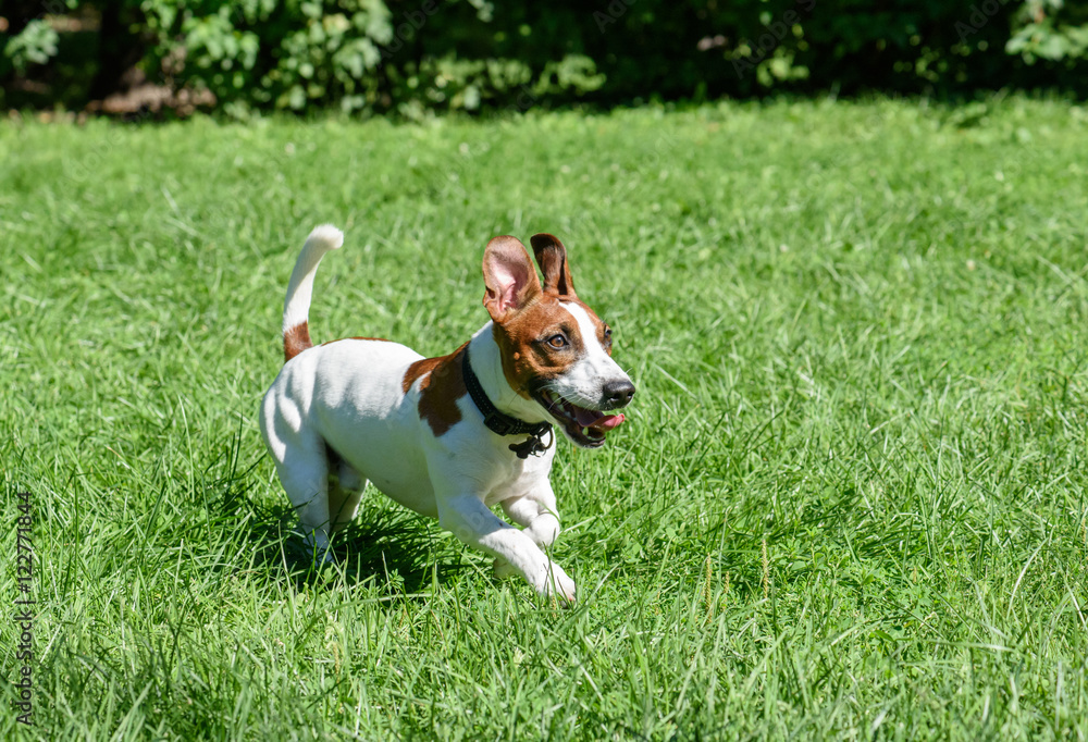 Pet dog with funny ears running on green grass lawn Pet dog with funny ears running on green grass lawn