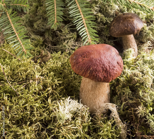 Two growing in the moss of the forest mushroom.