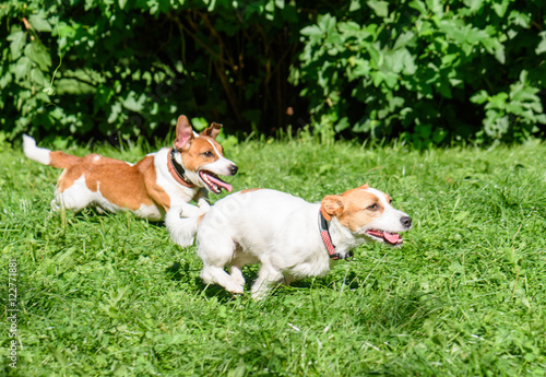 Two dogs racing quickly on green grass at park