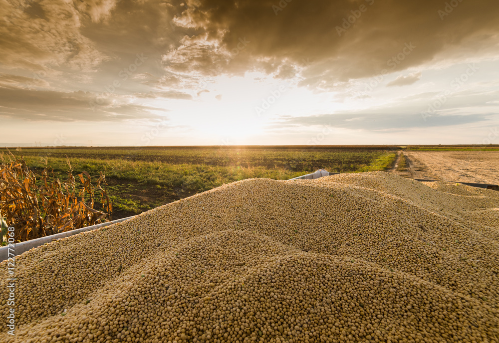 Ripe soybeans in field at sunset Ripe soybeans in field at sunset
