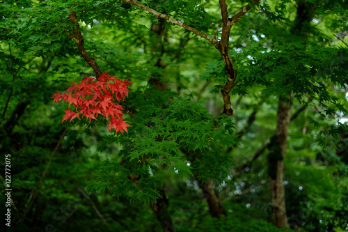 Red maple leaves in the greem