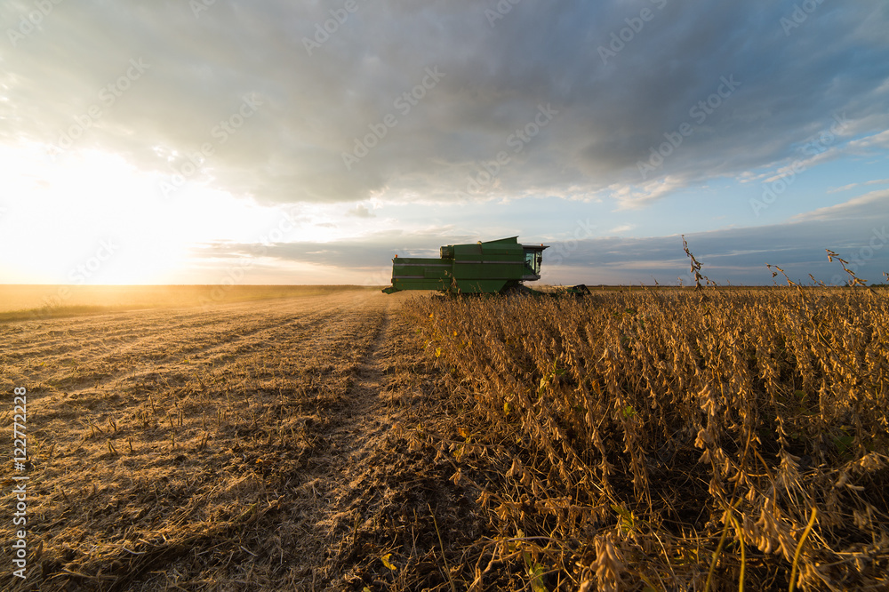 Fototapeta premium soybean harvest in autumn