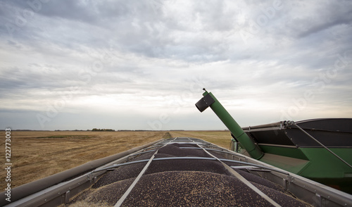 Top of truck trailer loaded with canola seed at harvest on a field in rural saskatchewan landscape
