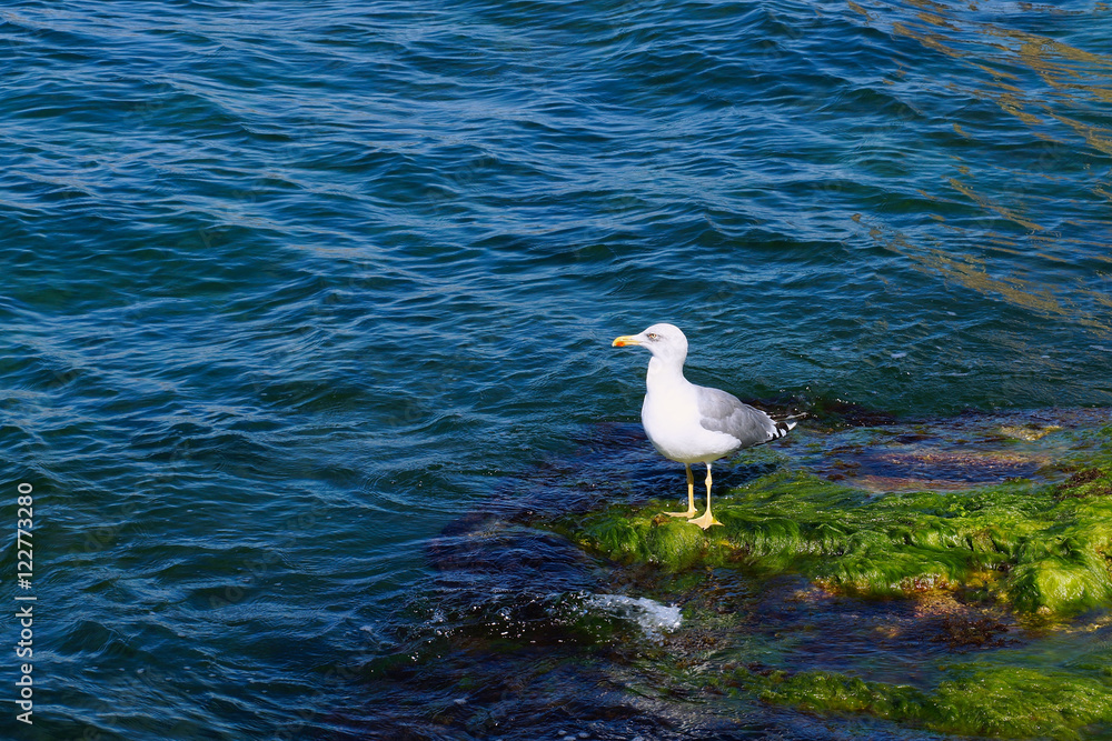 White seagull on the rocks covered with green algae White seagull on the rocks covered with green algae