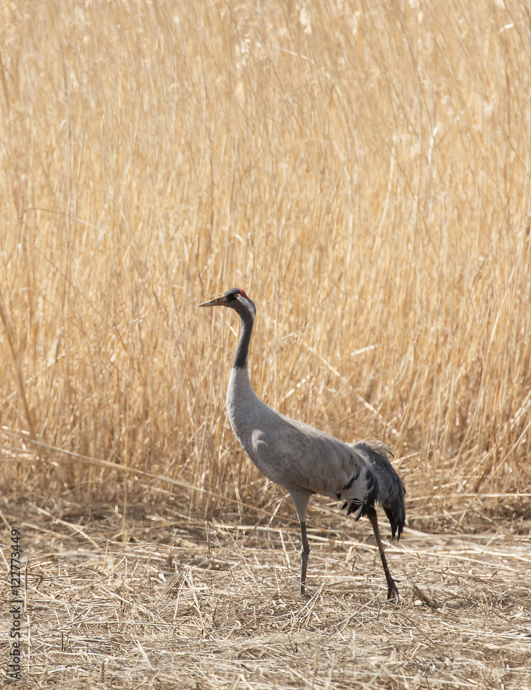Obraz premium Common crane