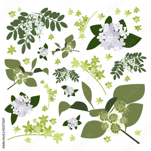 Set of drawing wild flowers, herbs and leaves, painted field plants, botanical illustration in flat style, colored floral collection, hand drawn vector image eps10
