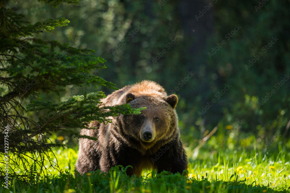 Obraz premium Grizzly Bear (Ursus arctos horribilis)