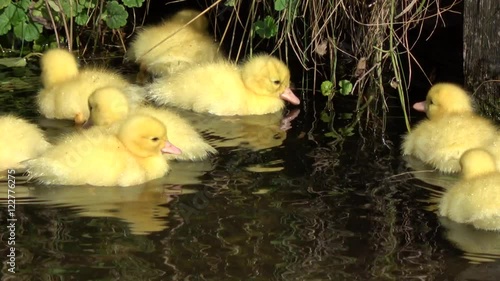 Close up of young duck chicks swimming around in water large group of fluffy yellow birds very cute adorable baby ducks charming setting at water side ultimate cuteness cuddly and endearing footage 4k