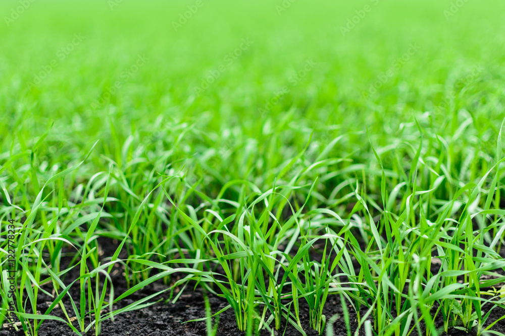 Fototapeta premium Озимые