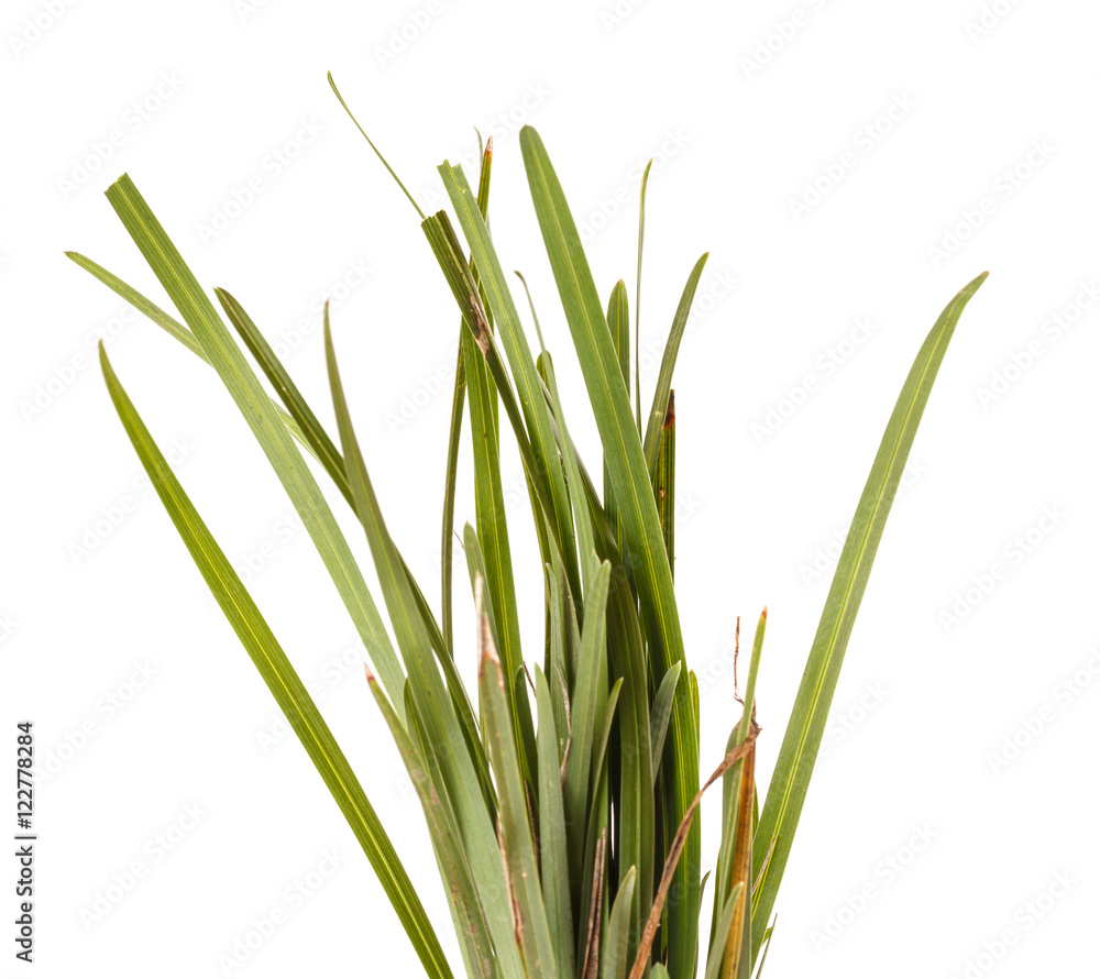 bundle of green grass isolated on white background bundle of green grass isolated on white background