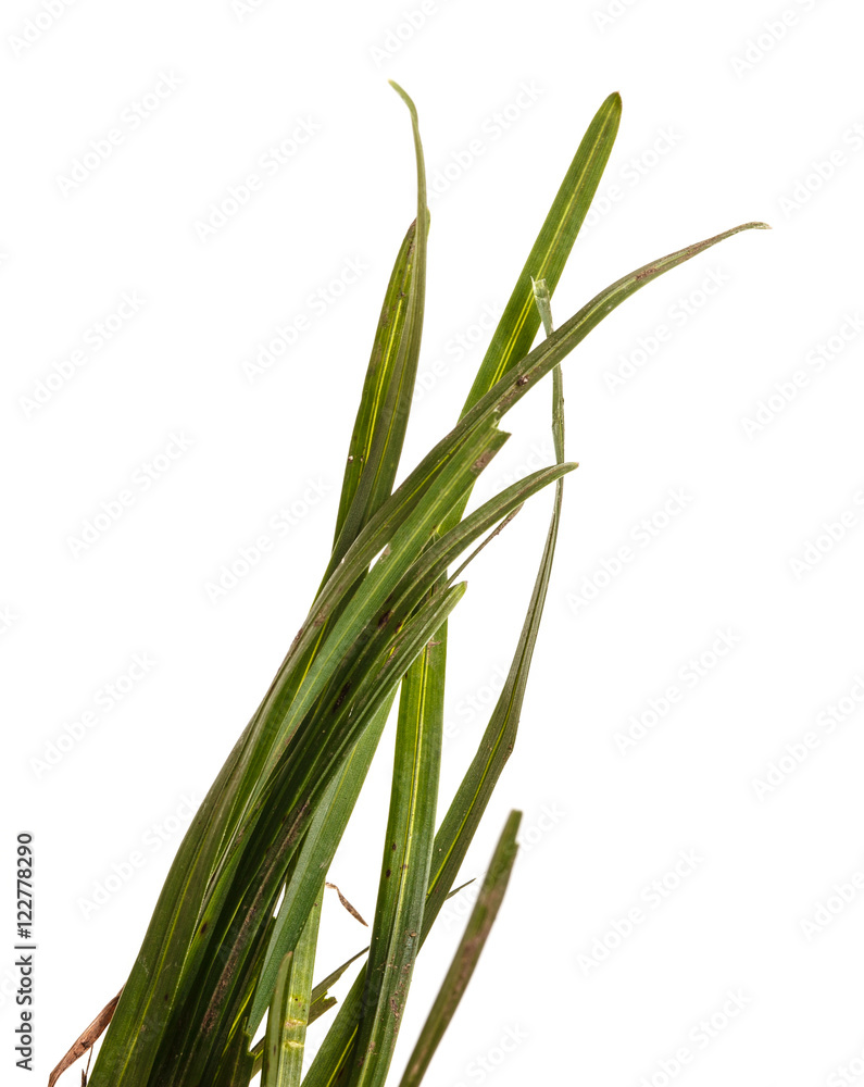 Fototapeta premium bundle of green grass isolated on white background