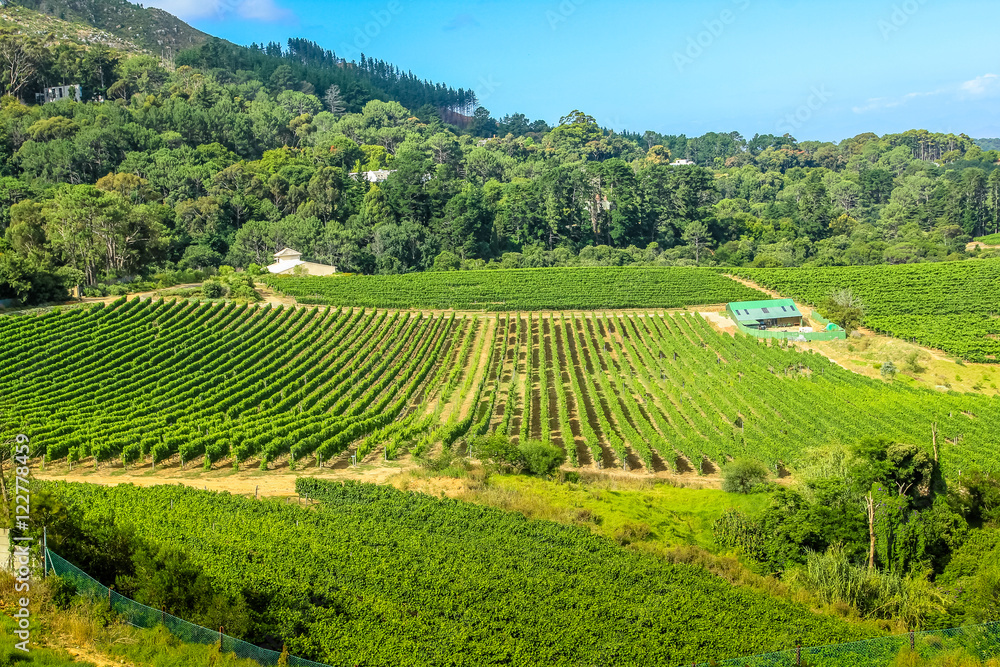 Drone view of a farm winery in green grapevine. Constantia Valley in South Africa. World famous Wine Route 15 mins from Cape Town.
