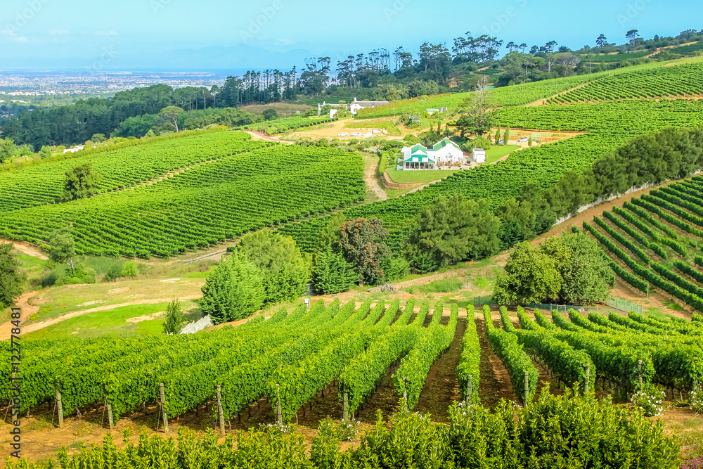 Fototapeta premium Tło krajobraz wsi winogron wineland w Kapsztadzie, RPA. Widok z drona doliny Constantia, w Western Cape, popularny Szlak Win.