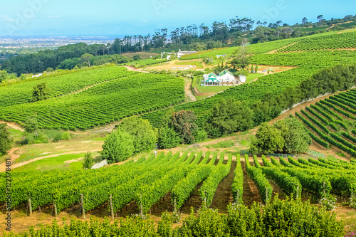 Grape wineland countryside landscape background in Cape Town, South Africa. Constantia valley drone view, in Western Cape, a popular Wine Route.
