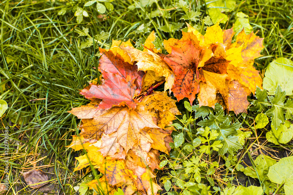 Colorful fall maple leaves on a background of green grass. Top view Colorful fall maple leaves on a background of green grass. Top view