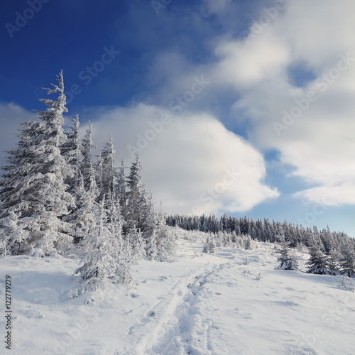 Winter sunny Carpathian landscape with snow on trees and traces on snow