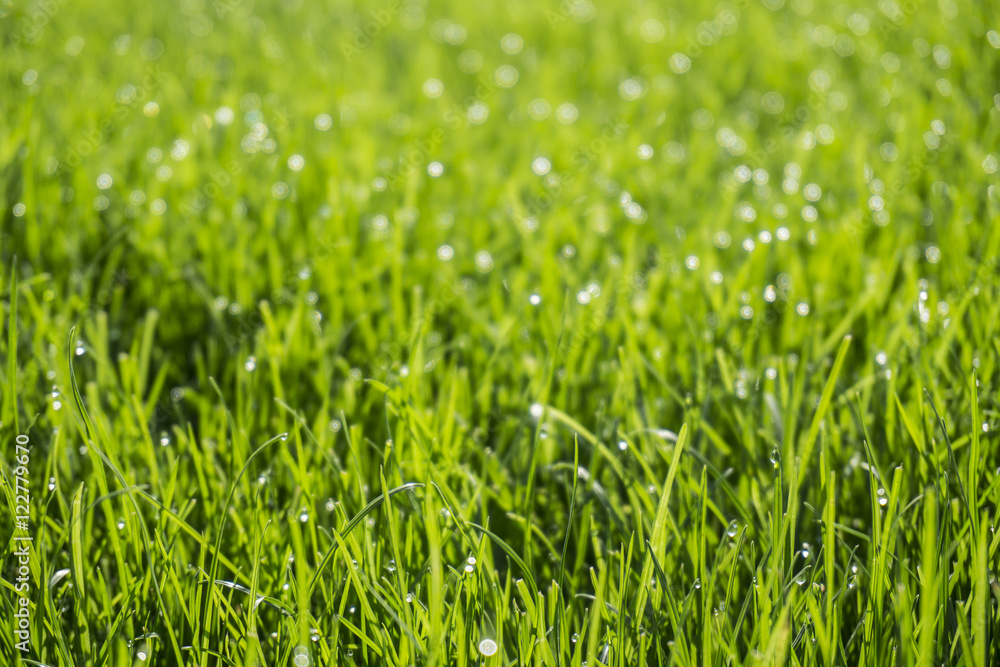 Background of bright green grass with dew drops Background of bright green grass with dew drops