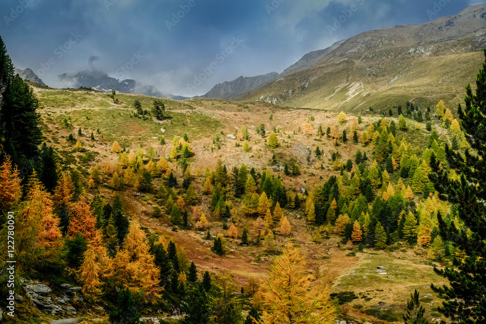 Herbst im Südtiroler Bergwald